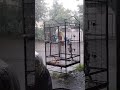 MY COCKATOO TAKE A SHOWER IN THE RAIN . NAME IS ( YUYA )🤣