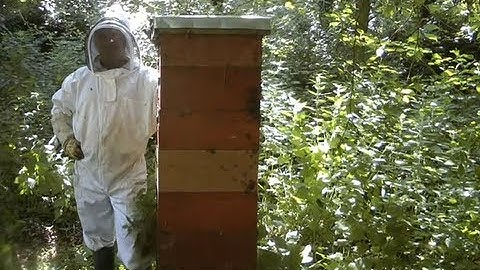 Tallest & Strongest Bee Hives or Colonies In the World - Using the Rose Hive Method Part 2