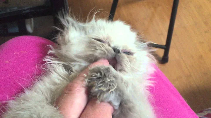 Watch the video about Himalayan blue cream kitten girl