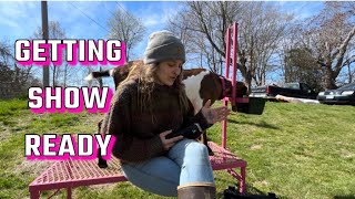 Shaving a goat for OUR FIRST GOAT SHOW | Dairy goat farmer VLOG