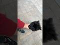 Jimi Baby 🥰 #suselvin #dog #shortvideo  #suselvinvlogs