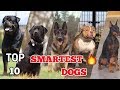Top 10 most intelligent dog breeds in the world | Top 10 smartest dog 2018 | #Smartest dog