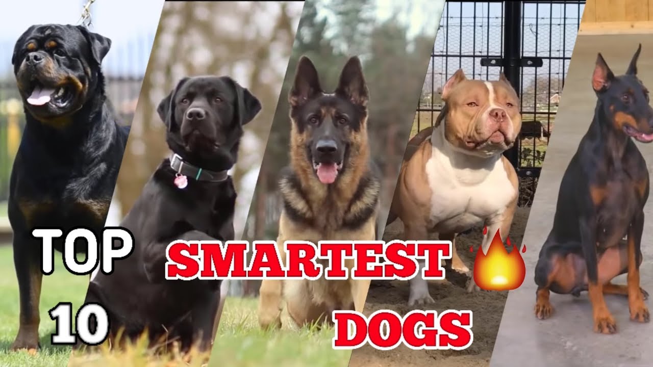 list of smartest dogs