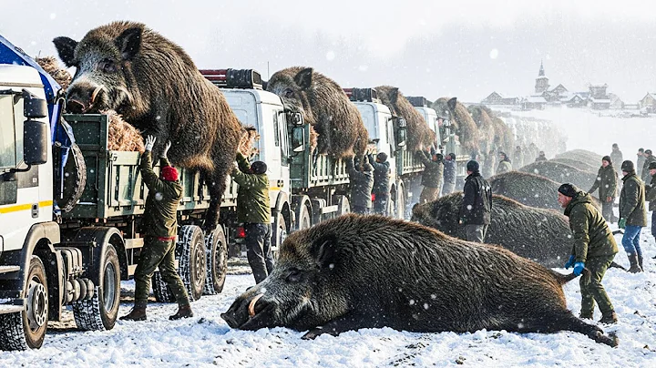 FIRST TIME EVER! Massive Wild Boar Monsters Caught on Camera – Full Hunt Reveal!