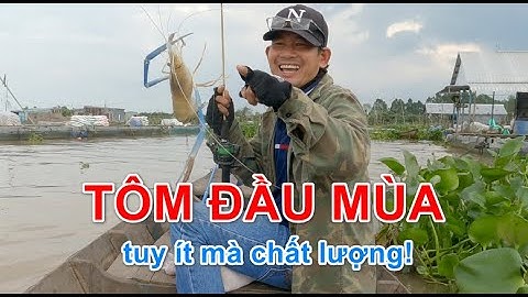 CÂU TÔM ĐẦU MÙA LÀNG BÈ BÌNH THẠNH - tôm ít mà chất!