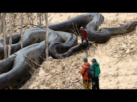 Video: Ang Pinakamalaking Ahas Sa Planeta. Anaconda
