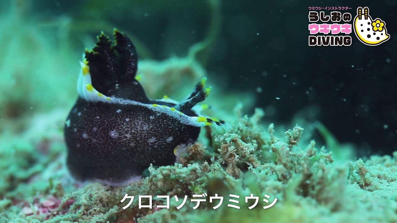Vol 5 クロコソデウミウシ かわいいウミウシ動画 Youtube Vol 5 クロコソデウミウシ かわいいウミウシ動画 Youtube