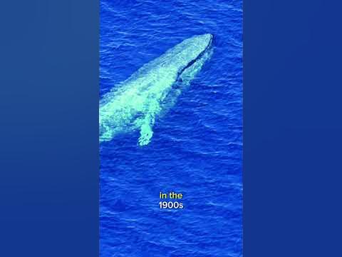 Facts about blue whales! - YouTube