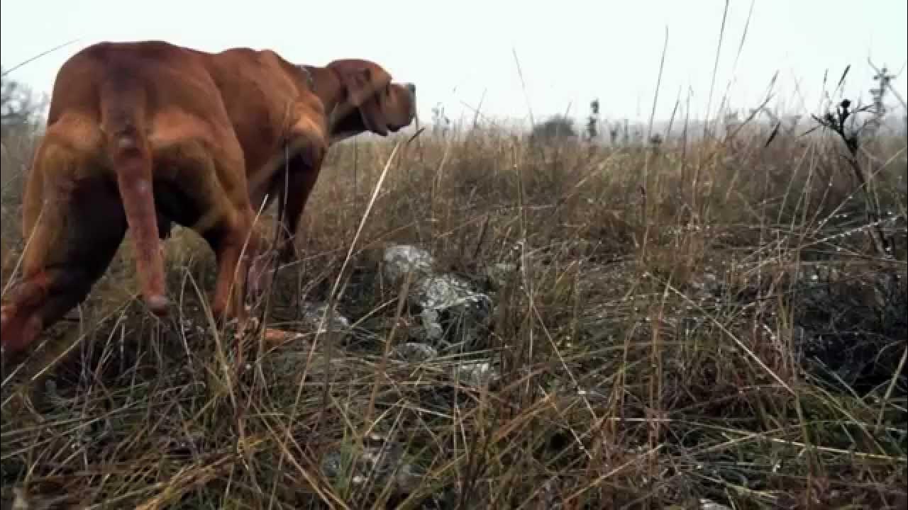 Охота с клонами 84. The Evolution of the German Shorthaired Pointer. На работу не охота. Dog Pointer with Hunter. Hunter with Dog Pointer statuette.