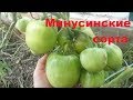 Томат "Минусинский", сердца, лапоть, бычек, безразмерный, гигант.