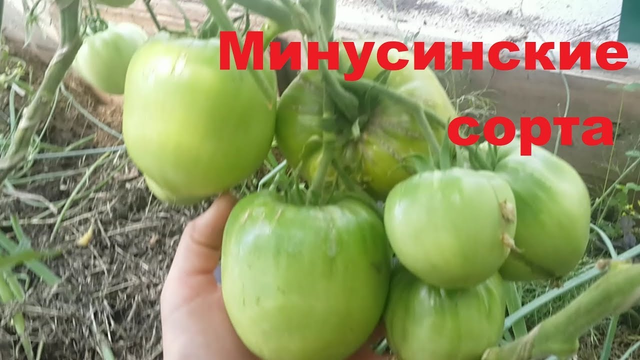 Томат Минусинский Фото