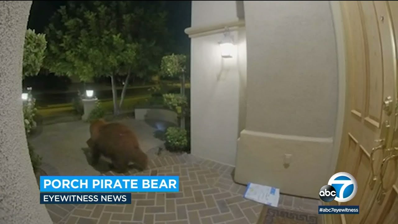 bear steals chewy box