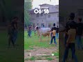 Qurbani 2026: Khoobsurat Bail aur Bakron Ki Entry! 🐂🔥 #shortsfeed #pakistan #bakramandi #shortvideo