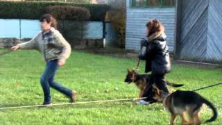 réunion chiots Berger Allemand Elevage du Chemin d'Eden du 08 12 13