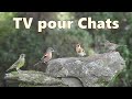 Télévision pour chats ~ vidéos d&#39;oiseaux pour amuser les chats