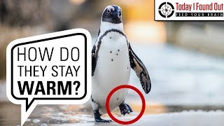 Why Penguins' Feet Don't Freeze