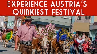 It&#39;s a cattle run! See one of Austria&#39;s quirkiest traditions plus Tirolean dancing