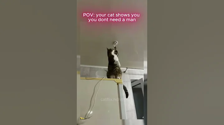 Video 11782511: kitten feline cats, cat kitten training, funny feline cat, cat rescue