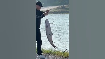 Lưỡi tam câu lục, lưỡi tứ câu lục, phao câu lục, phao chống sóng, mồi câu trắm đen, mồi câu chép