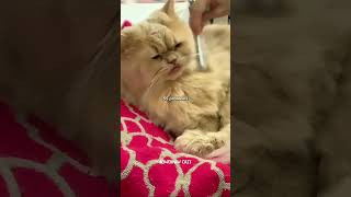 Onunla Ilgilenmek Bütün Problemleri Unutturabilir