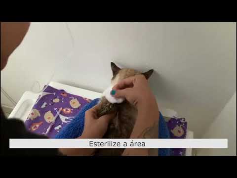 Vídeo: Glomerulonefrite Em Gatos