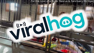 Rambunctious Boxer Pup Spills Water in Kennel || ViralHog
