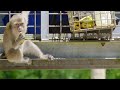 Macaque Behavior and Strategies