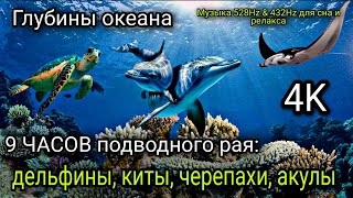 картинка: Глубины океана 4K — 9 ЧАСОВ подводного рая дельфины, киты, черепахи, акулы  Музыка 528Hz & 432Hz для