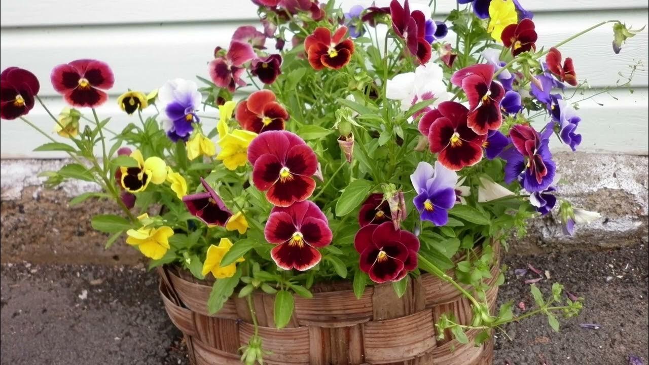 Анютины глазки в ландшафтном дизайне сада Outdoor garden decor, Garden design, F