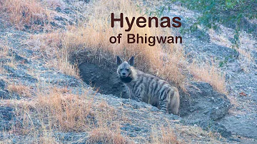 Striped Hyenas of Bhigwan | Rare Wildlife Encounter in Maharashtra