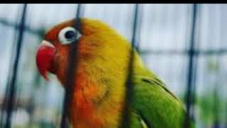 Suara burung love bird gacor ngekek 5 menit