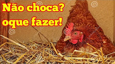 O que fazer para tirar o choco da galinha?