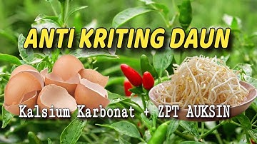 Keriting Daun MUSNAH hanya dengan CANGKANG TELUR DAN TAUGE