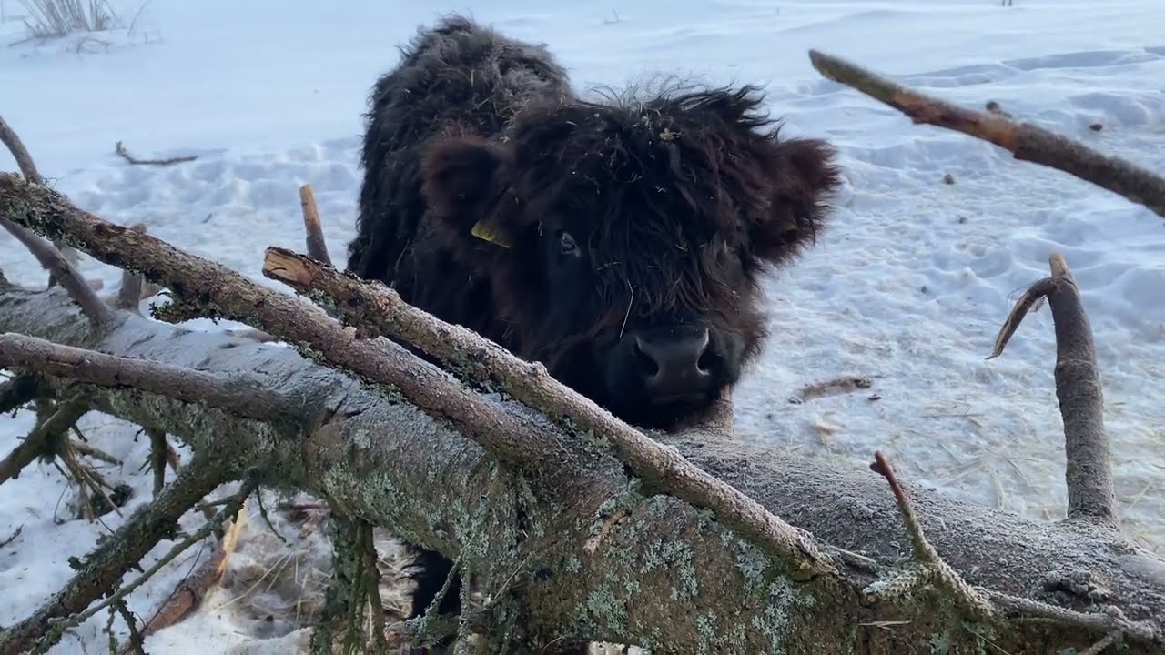 Highland cattle calves around fallen tree