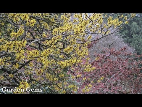 Witch hazel (Hamamelis)