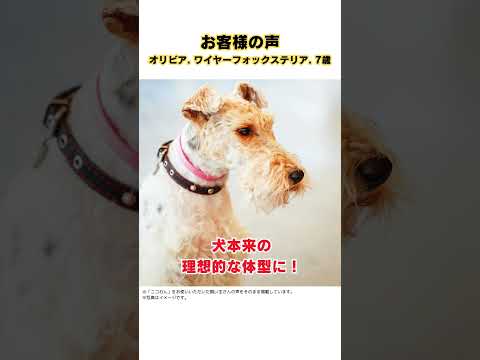 夜中のひどいかゆみから解放された愛犬（オリビア   ワイヤーフォックステリア  7歳）