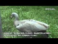 高知県立のいち動物公園 「ロウバシガン」 の動画、YouTube動画。