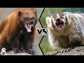 Wolverine vs American Badger -  Who will win this tough fight?