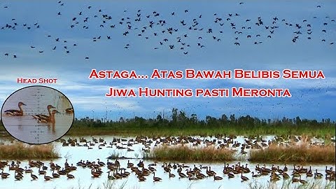 WOW! Spot Istimewa Belibis Merah Jiwa HUNTING Pasti Gregetan