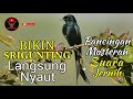 Masteran Srigunting Hitam | Pancingan Srigunting Biar Bunyi | Black Drongo (Dicrurus Macrocercus)