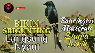 Masteran Srigunting Hitam | Pancingan Srigunting Biar Bunyi | Black Drongo (Dicrurus Macrocercus)