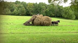 Hay Hay Hay the Amish Way