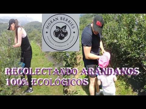 ¡¡¡UN VÍDEO DIFERENTE!!! Día en familia recolectando arándanos en Morán Berries....y más.