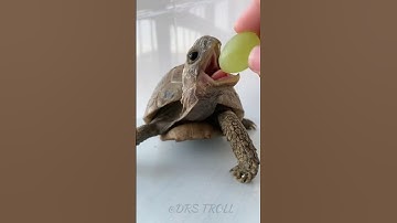 Beautiful Animal transformation! 💀