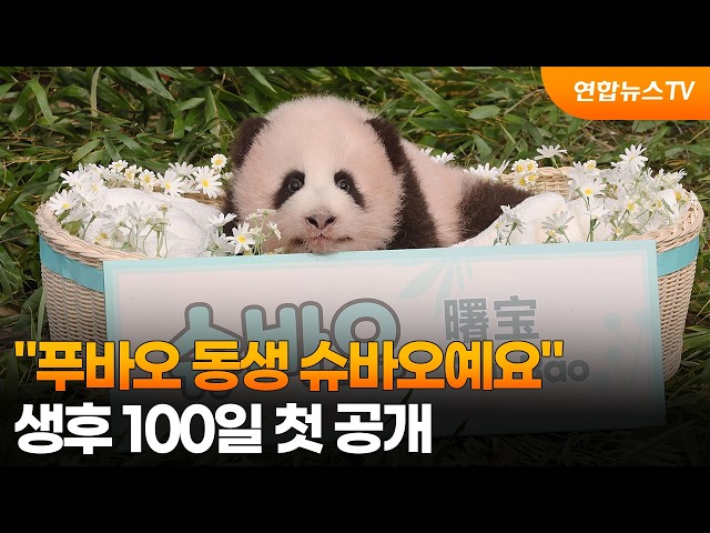 "푸바오 막냇동생 '슈바오'입니다"…생후 100일 첫 공개 / 연합뉴스TV (YonhapnewsTV)