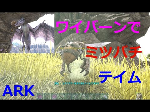 Ark ミツバチ ワイバーンで蜜蜂テイム テイム速度3 5倍だからサクッと女王蜂をテイムしちゃいましょう ラグナロク Giant Bee Youtube