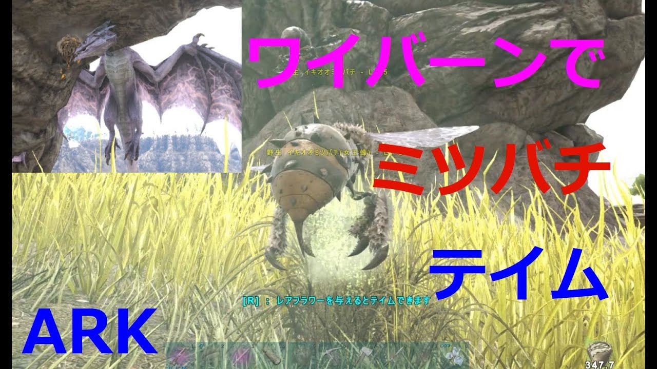 Ark ミツバチ ワイバーンで蜜蜂テイム テイム速度3 5倍だからサクッと女王蜂をテイムしちゃいましょう ラグナロク Giant Bee Youtube