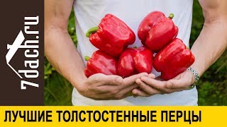 👨‍🌾 5 Лучших Гибридов: Выбираем Толстостенные Перцы На Следующий Сезон - 7 Дач