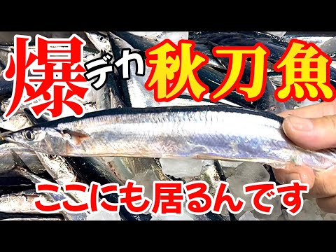 Hokkaido] [Fishing] A huge catch of saury (Pacific saury) at a