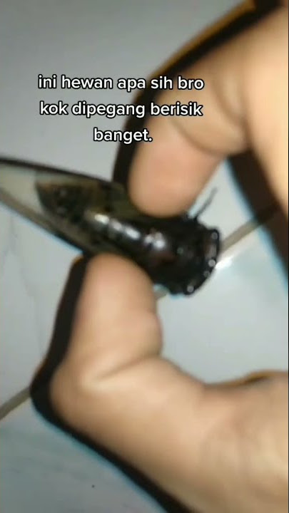 Download lagu suara berisik tonggeret #suara #tonggeret #serangga #shorts